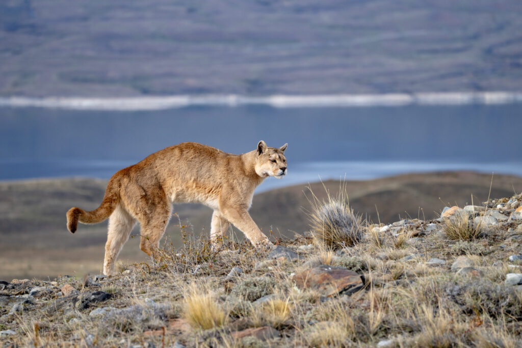 Foto: Rodrigo Moraga