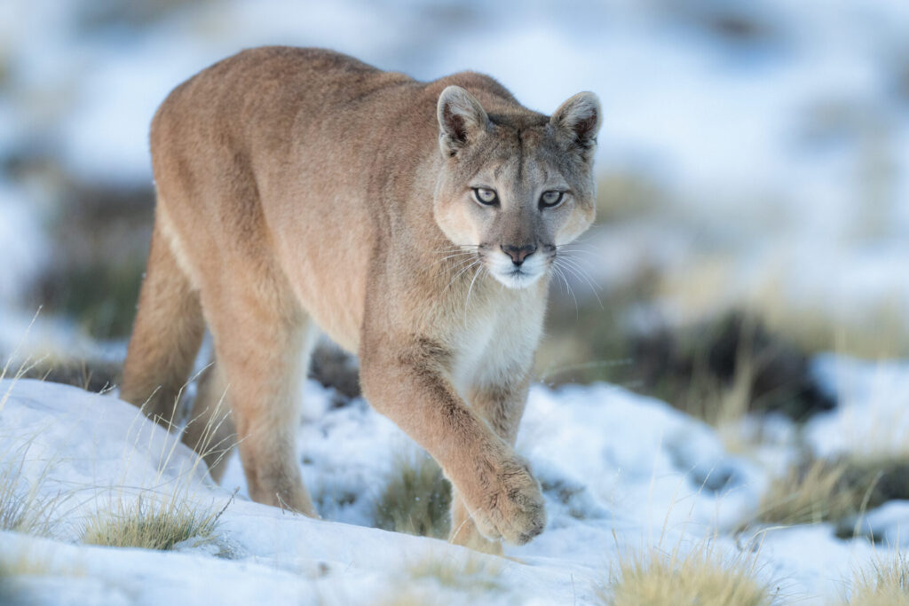 Foto: Rodrigo Moraga