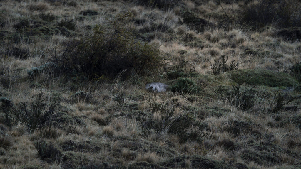 Puma. Créditos Clemente Gallardo