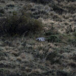 Puma. Créditos Clemente Gallardo