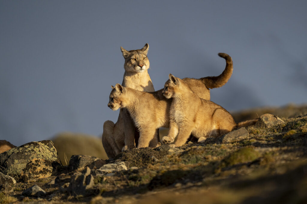 Foto: Rodrigo Moraga