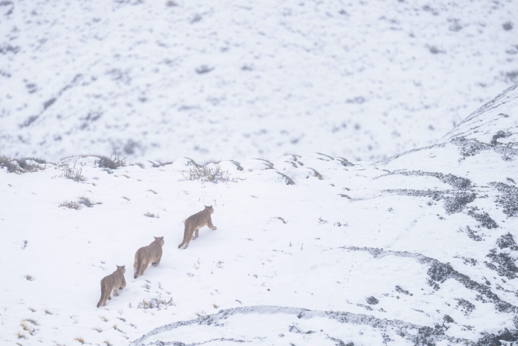 Foto: Rodrigo Moraga
