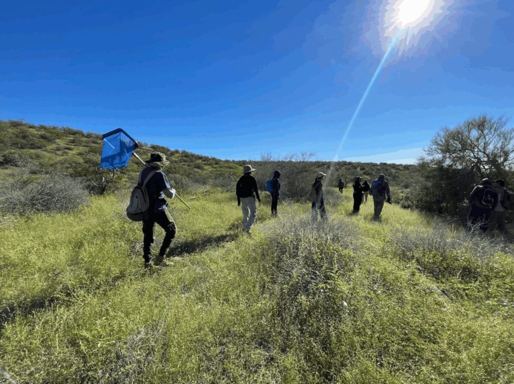 punto_presencia_asclepias_albicans