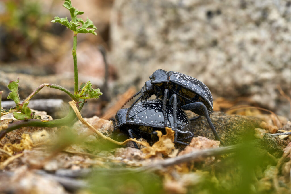 Vaquitas. Polilla. Créditos Nicolás Piwonka. *Todas las fotografías de esta nota son de uso exclusivo de Ladera Sur para promocionar la exposición. No se pueden usar ni difundir sin autorización de Nicolás Piwonka.