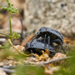 Vaquitas. Polilla. Créditos Nicolás Piwonka. *Todas las fotografías de esta nota son de uso exclusivo de Ladera Sur para promocionar la exposición. No se pueden usar ni difundir sin autorización de Nicolás Piwonka.