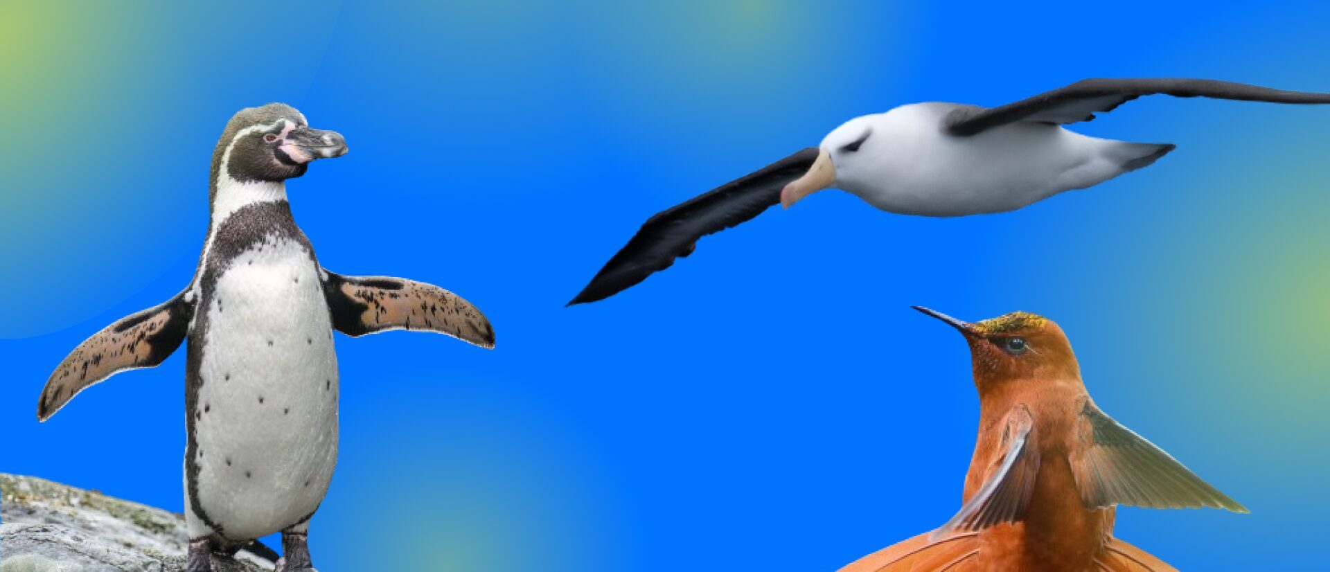 Albatros, pingüinos y picaflores: los centinelas que revelan la salud de islas y océanos