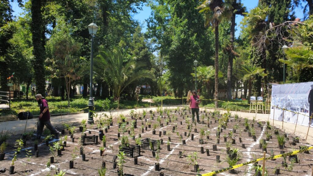 Plantación Bosque Miyawaki.