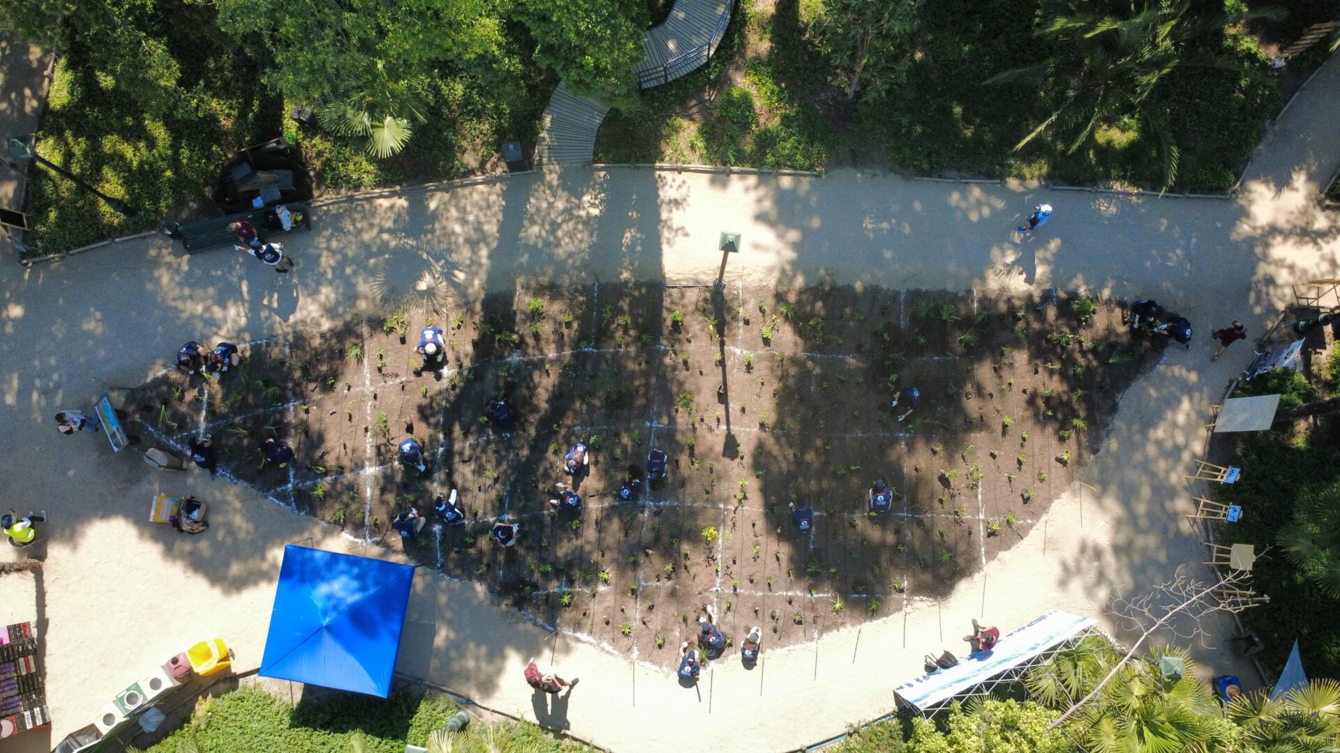 Voluntarios y colaboradores plantan bosque Miyawaki en el Festival Ladera Sur 2025