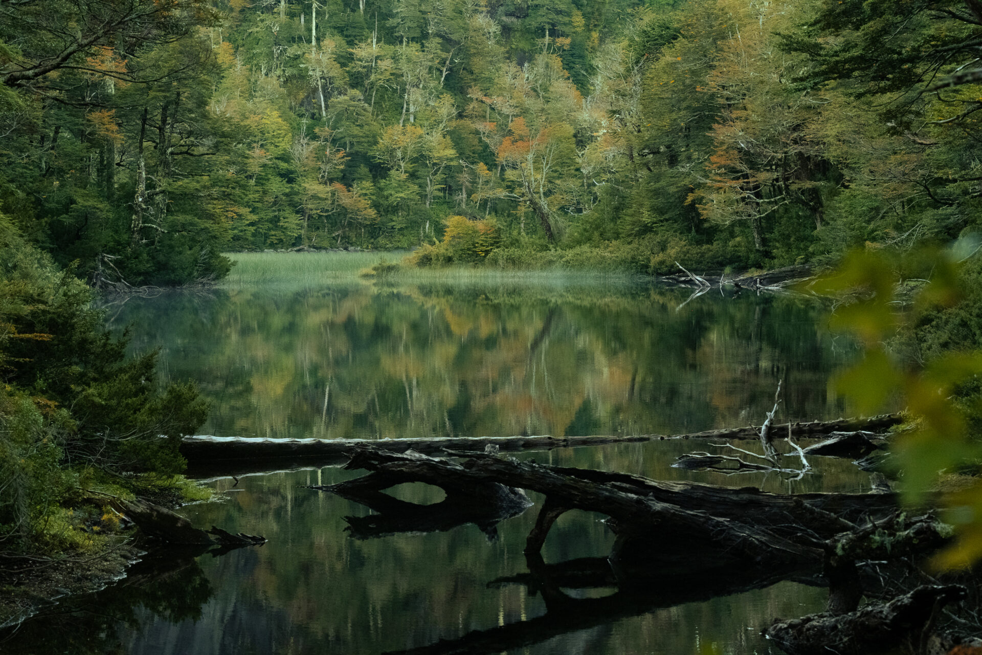 Conoce las fotos ganadoras del Concurso Nacional de Fotografía “Descubriendo los Humedales de Chile” 2025