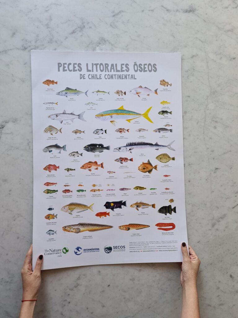 Afiche "Peces litorales óseos de Chile Continental"