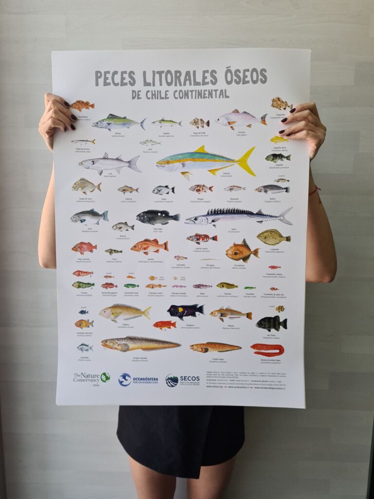 Afiche "Peces litorales óseos de Chile Continental"
