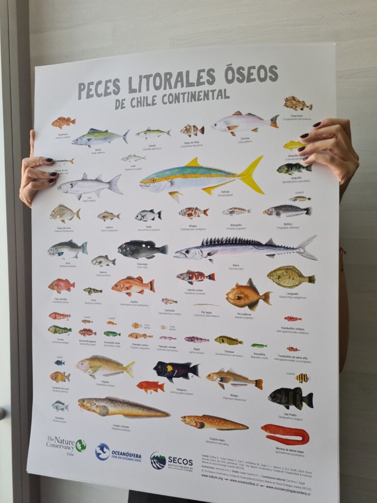Afiche "Peces litorales óseos de Chile Continental"