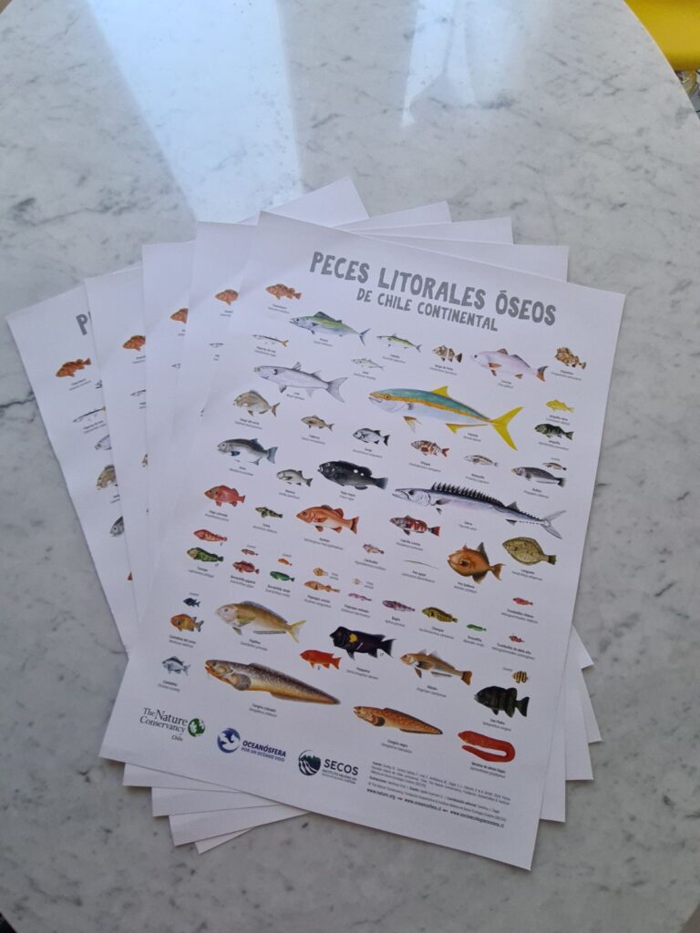 Afiche "Peces litorales óseos de Chile Continental"