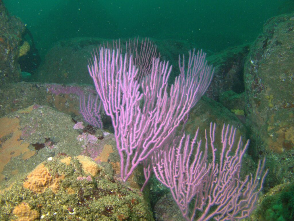 Corales en Algarrobo