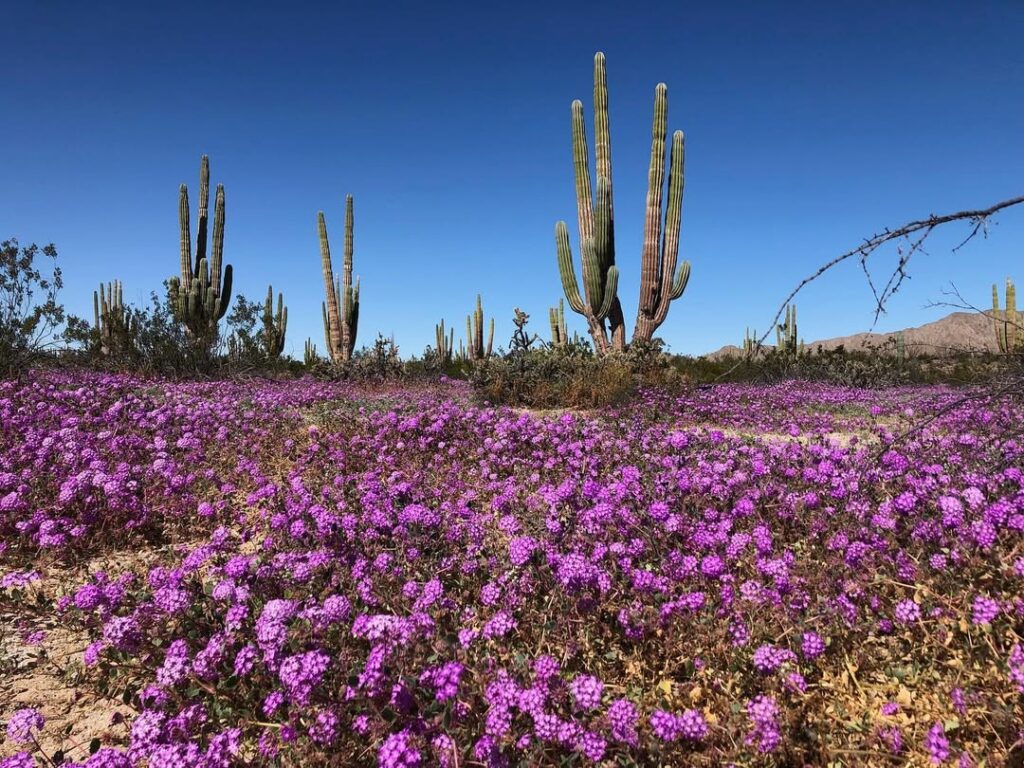 Baja California c @rickmarinotravels