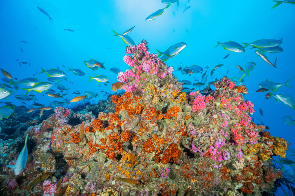 Mar de Juan Fernández. Créditos: Max Bello.
