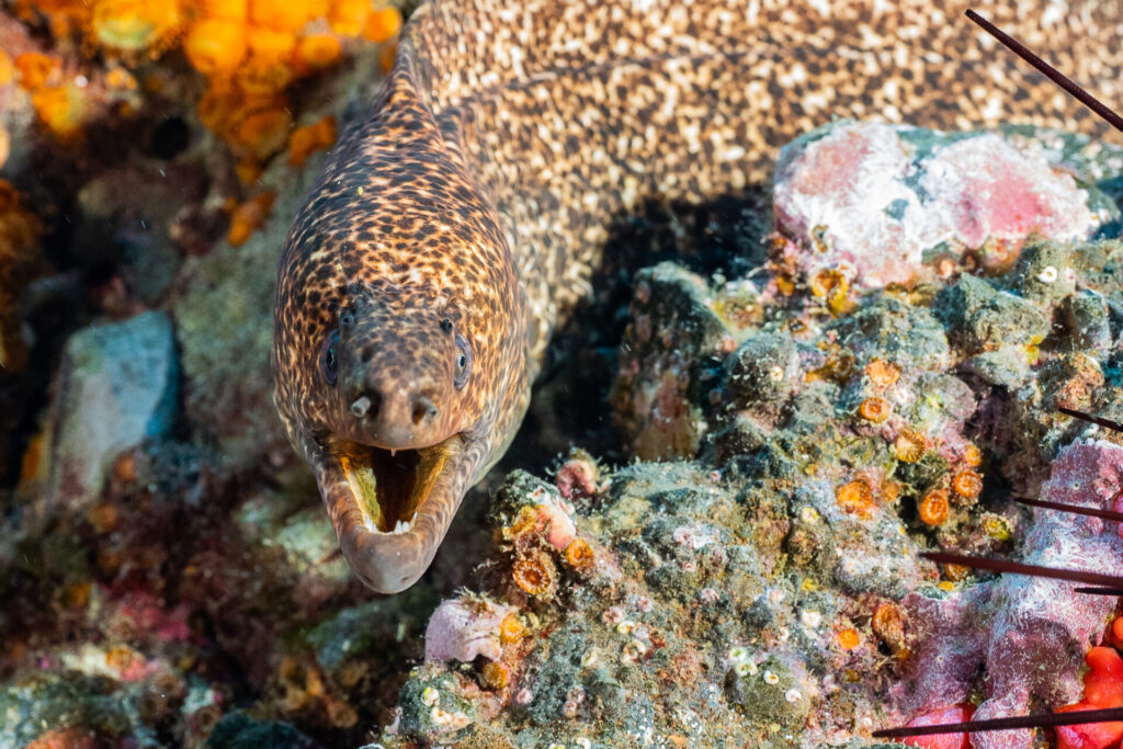 Mar de Juan Fernández. Créditos: Max Bello.