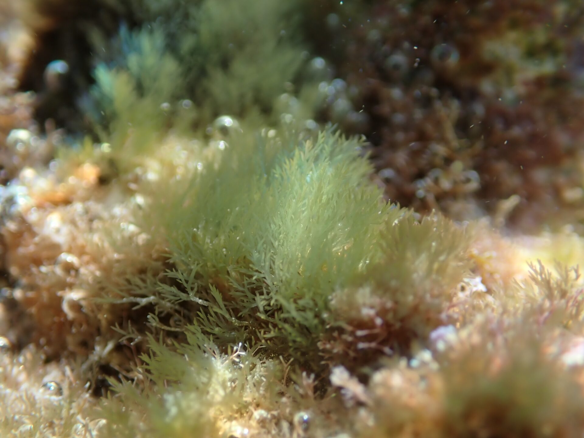 Informe insta a tomar medidas urgentes: Cobertura coralina en el Caribe ha disminuido casi un 50%