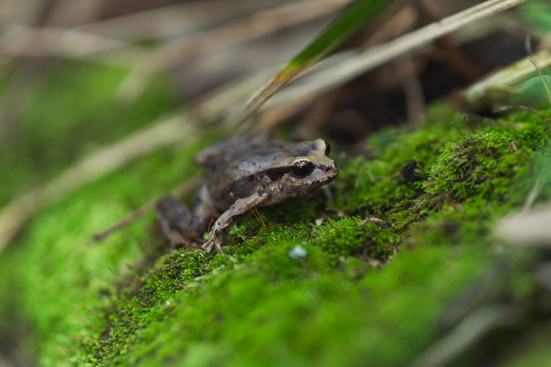 ¡Ya es oficial! Lanzan en Chile The Global Biodiversity Standard (TGBS) en colaboración con Jardín Botánico VerdeNativo de Puerto Octay