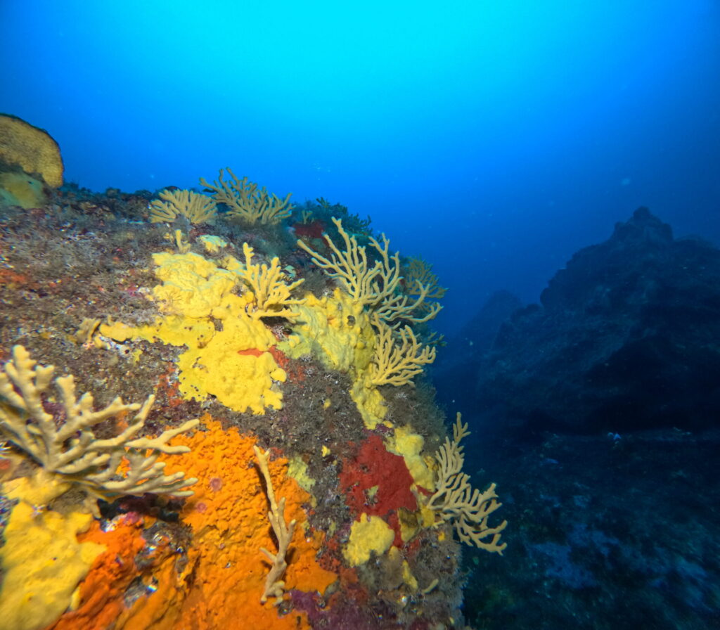 Arrecifes en Chañaral.