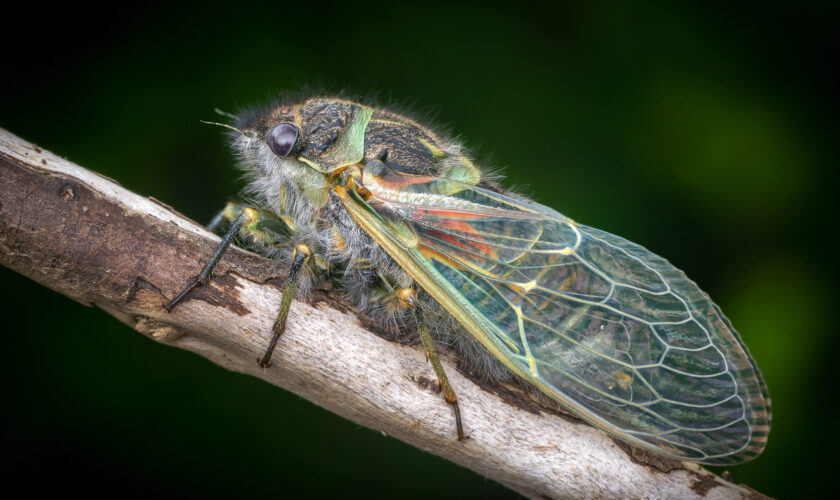 «El que nace chicharra muere cantando»: Entrando en la frecuencia de las cigarras chilenas