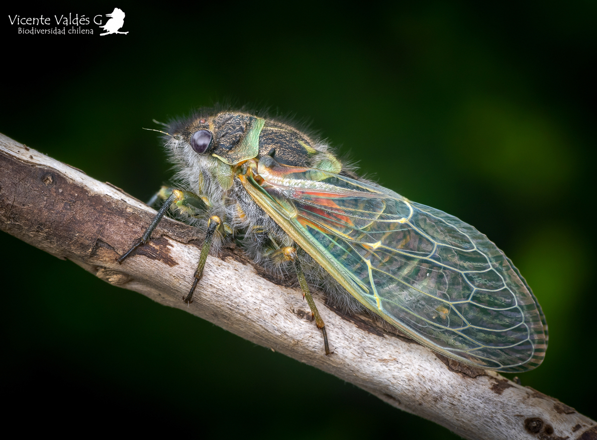 «El que nace chicharra muere cantando»: Entrando en la frecuencia de las cigarras chilenas