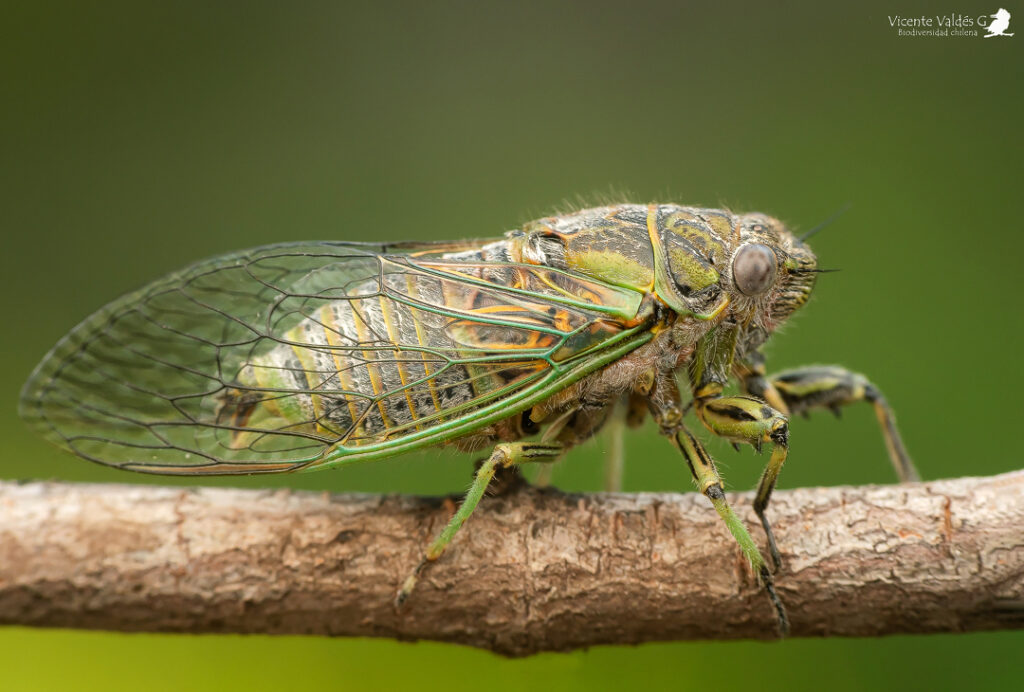 Chilecicada sp. Créditos Vicente Valdés Guzmán.