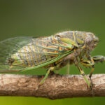 Chilecicada sp. Créditos Vicente Valdés Guzmán.