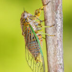 Chilecicada sp. Créditos Vicente Valdés Guzmán.
