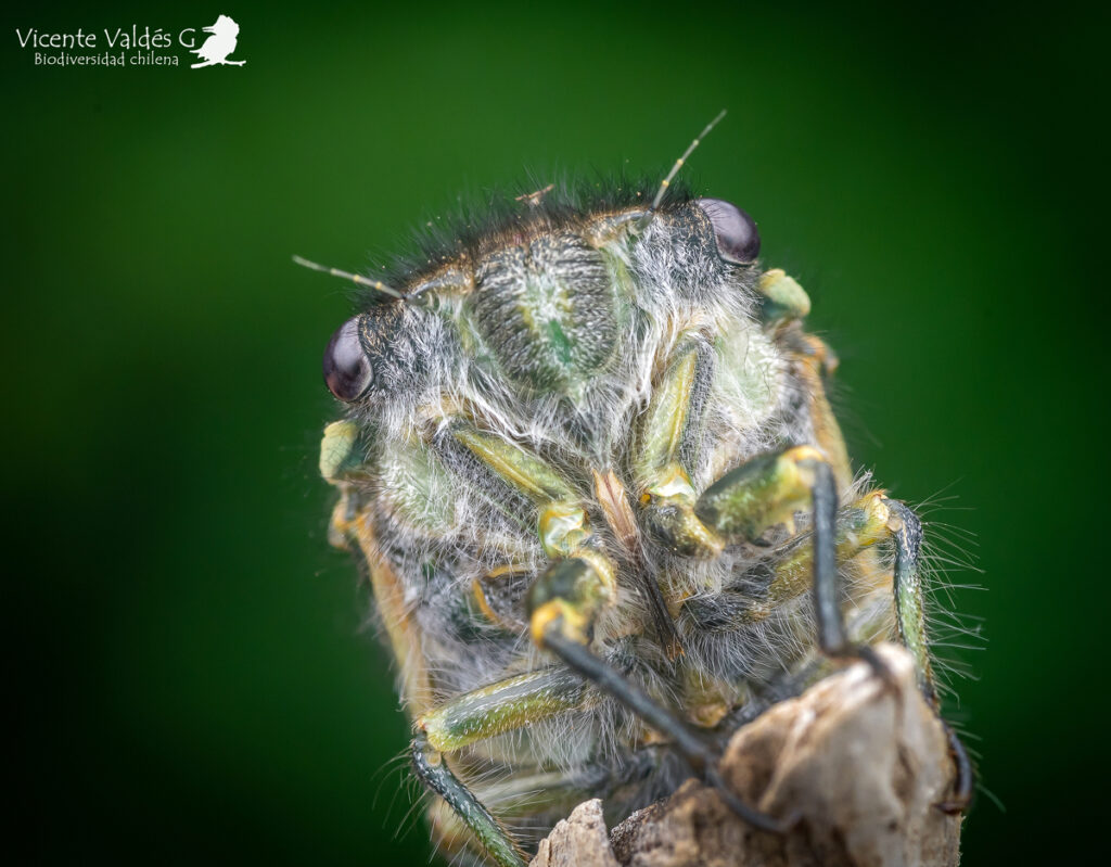 Chilecicada sp. Créditos Vicente Valdés Guzmán.