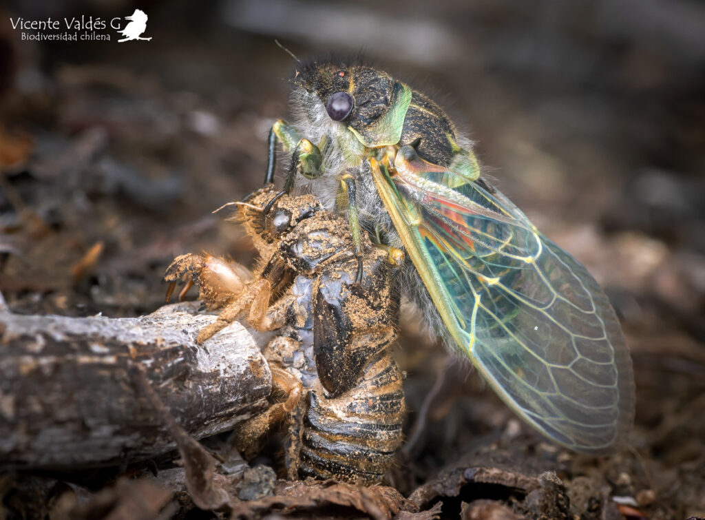 Chilecicada sp. Créditos Vicente Valdés Guzmán.