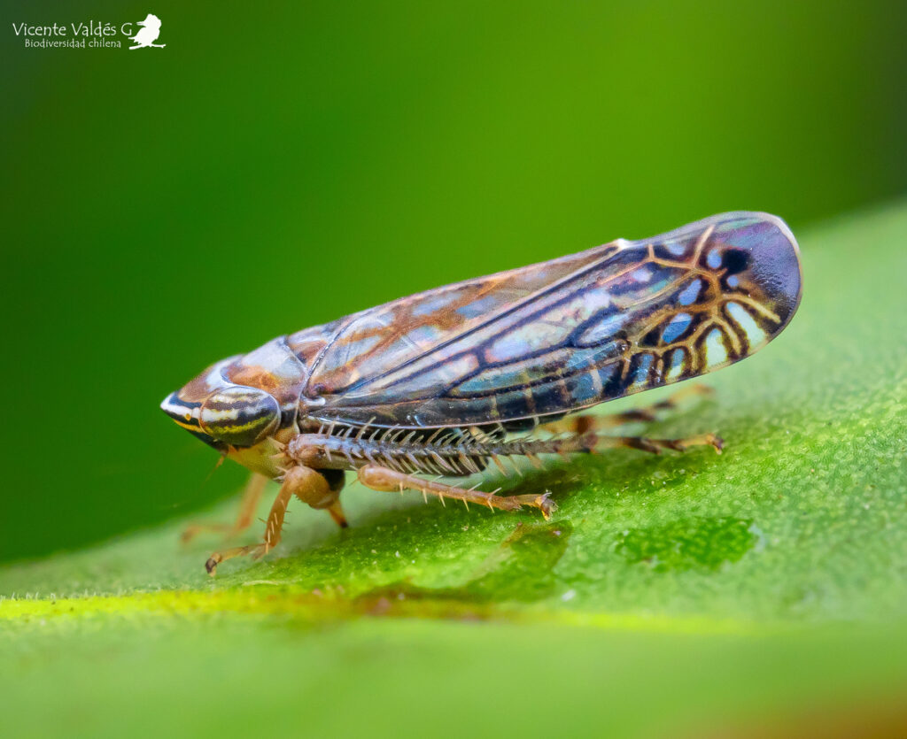Chicharrita. Consepusa crassistylus. Créditos: Vicente Valdés Guzmán