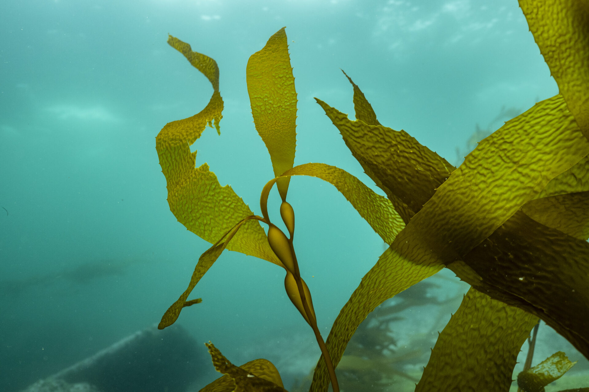 Algas pardas: los bosques sumergibles que sostienen la vida en el mar