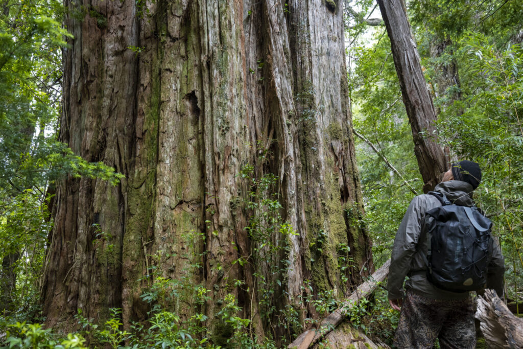 Especies de árboles en Cochamó.
