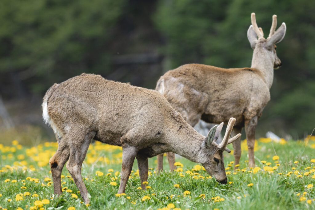 Ecosistema de Cochamó.