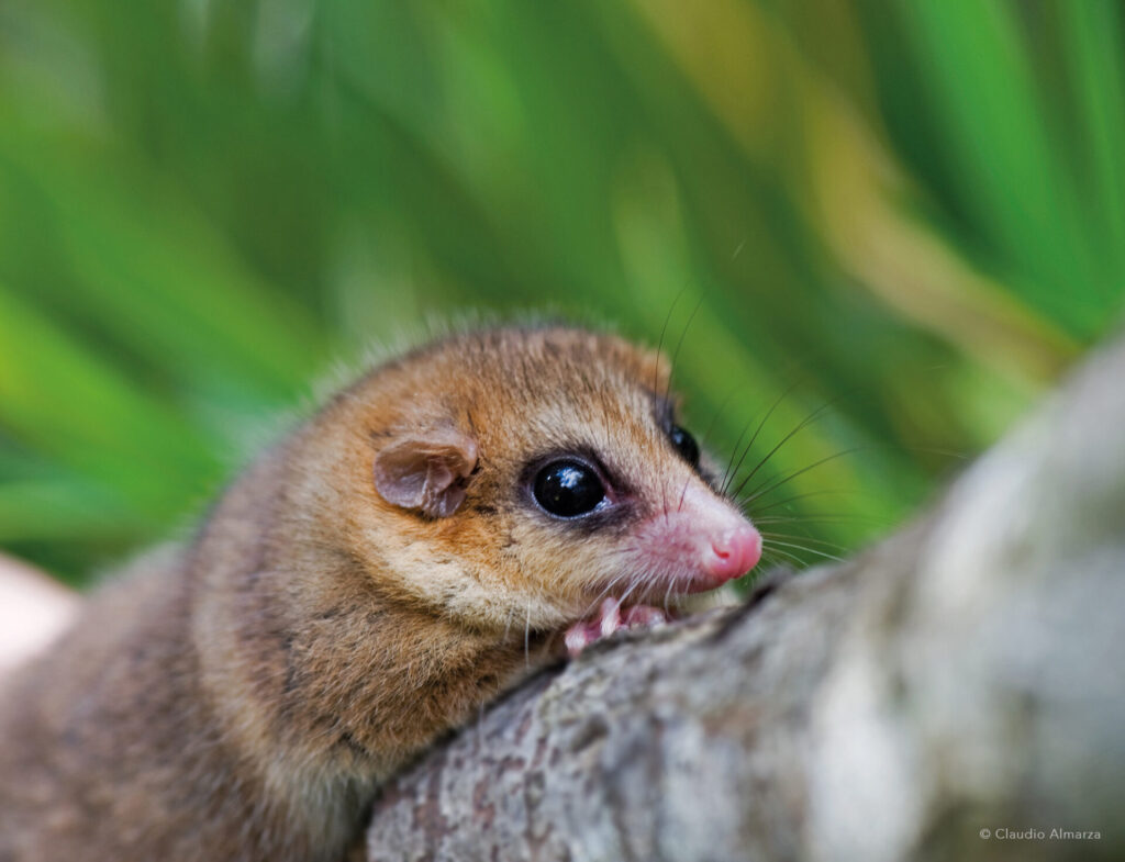 Ecosistema de Cochamó.