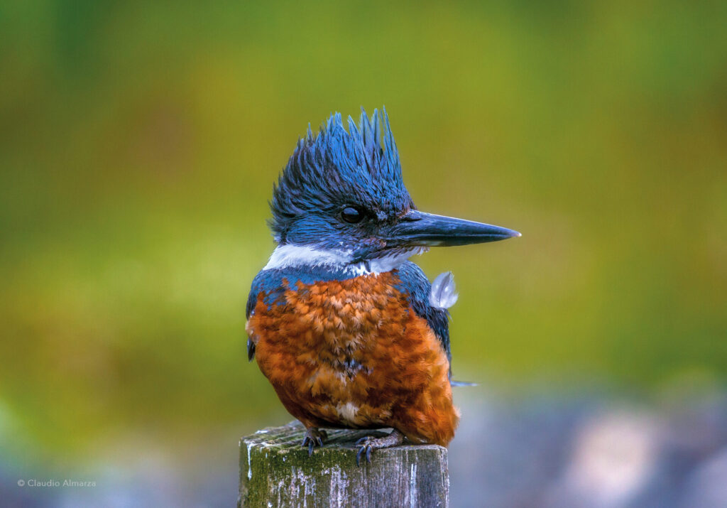 Ecosistema de Cochamó.