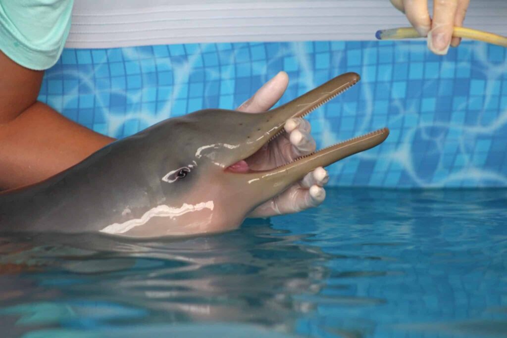 Foto de Tequio Proyect