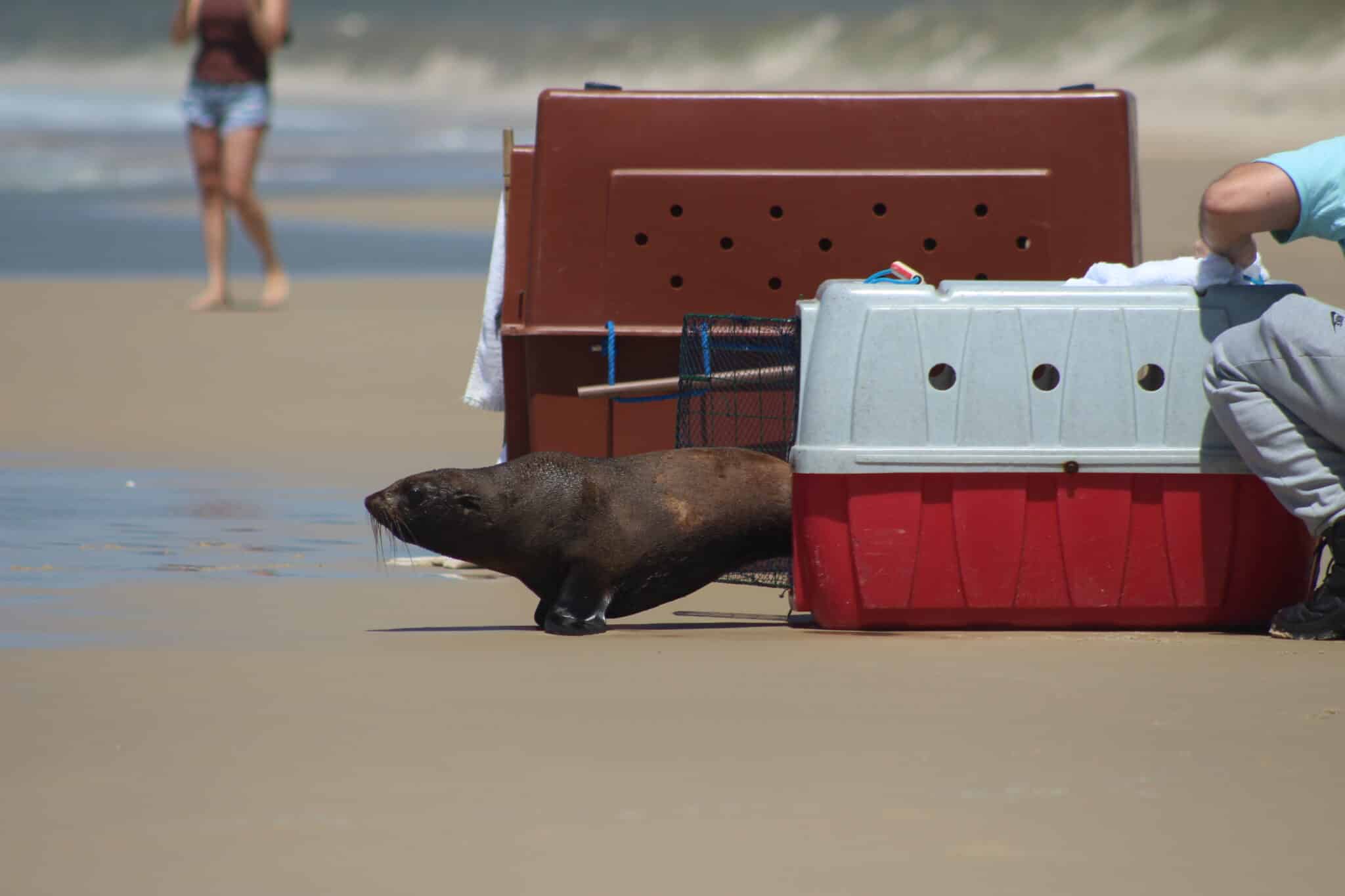 Voluntariados de verano: Seis opciones para postular a proyectos de conservación en Latinoamérica