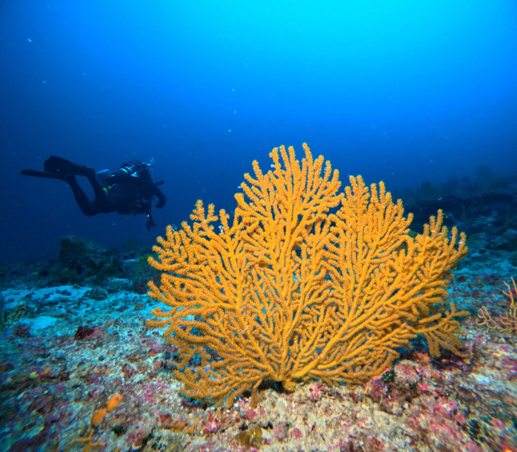 Coráles de Galápagos