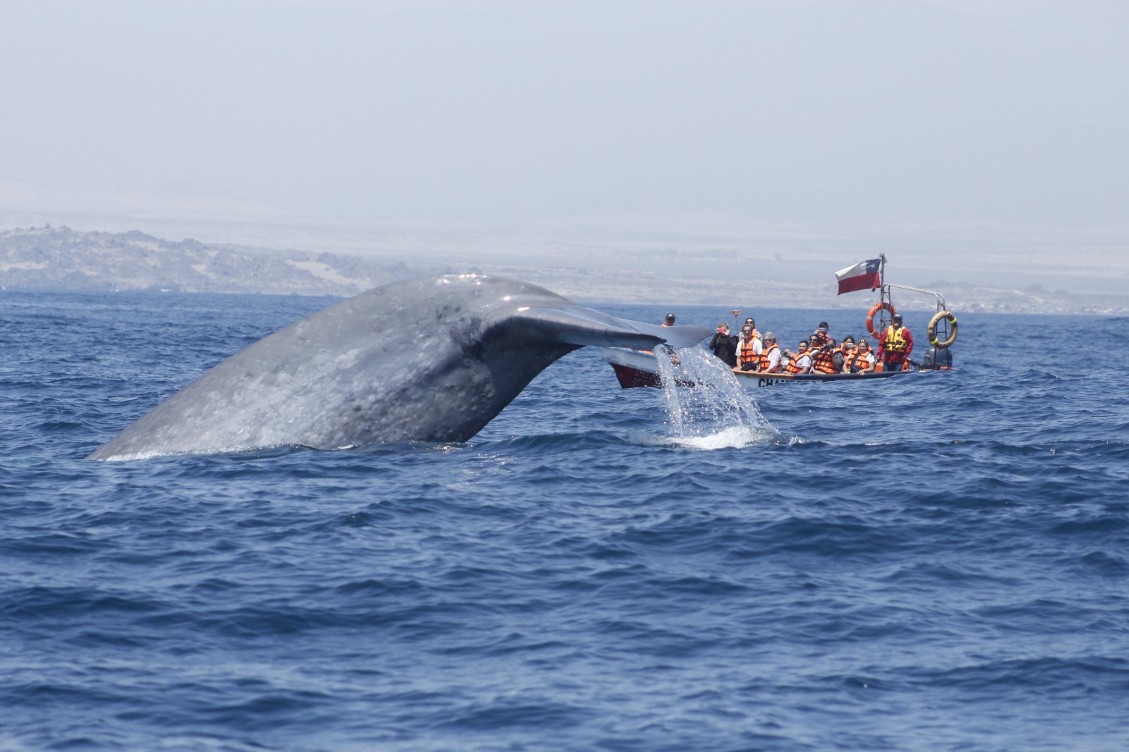 Entre cetáceos y olivos, un paseo por la costa y valle de Atacama