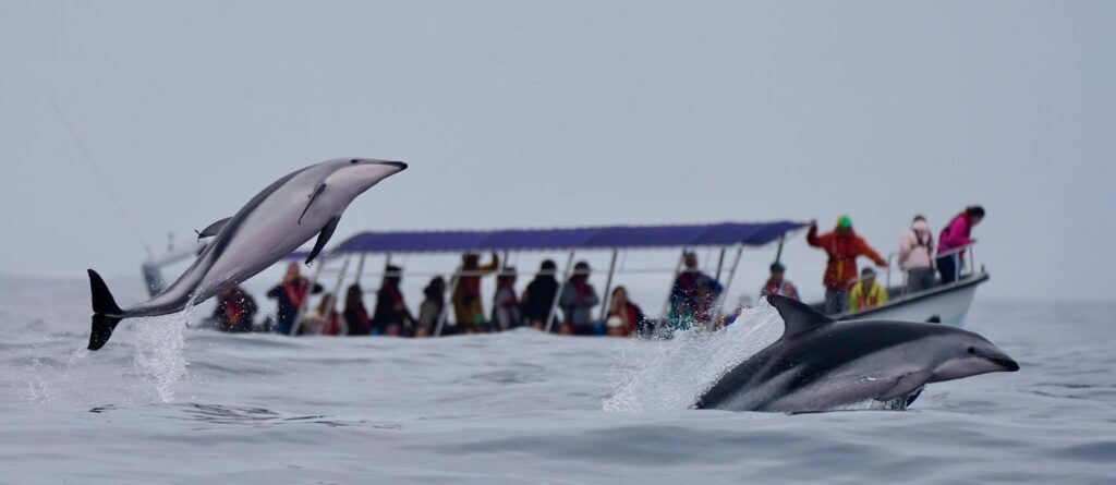 Chañaral de Aceituno. Créditos: Sernatur Atacama.