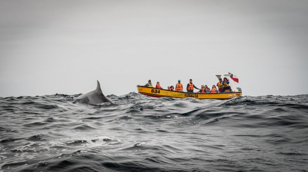 Chañaral de Aceituno. Créditos: Sernatur Atacama.