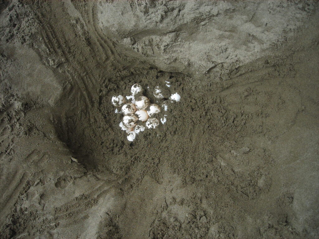 Huevos de tortugas