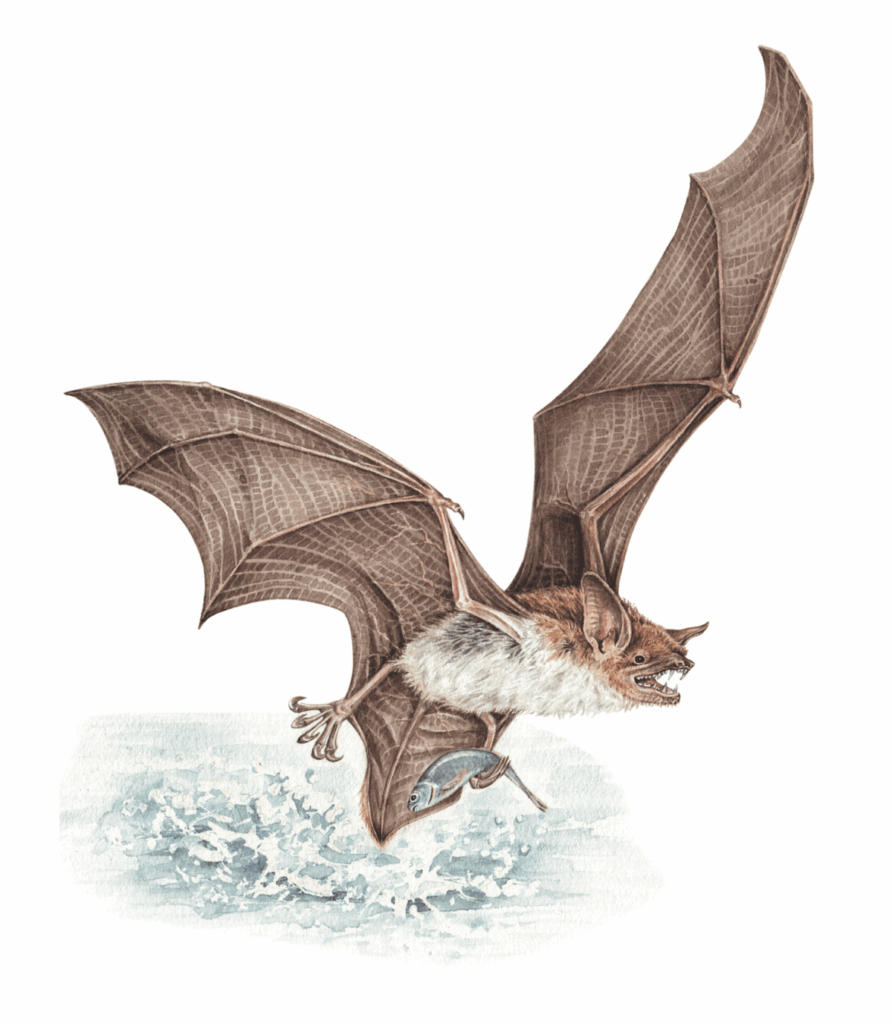 El murciélago pescador (Myotis vivesi) es un murciélago piscívoro, se alimenta de pequeños peces y de algunos crustáceos que pesca directamente del mar con sus largas garras y uropatagio, el cual es utilizado a manera de cesta para transportar el alimento hasta su refugio. Ilustración: Guía ilustrada de los murciélagos de las Islas del Golfo de California / José Juan Flores Martínez, 2021