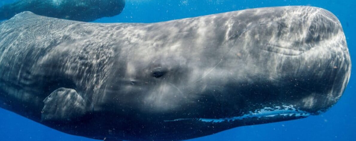 ¿Cómo podemos hablar con los animales? Dilemas éticos y un protocolo para estudiar la comunicación animal