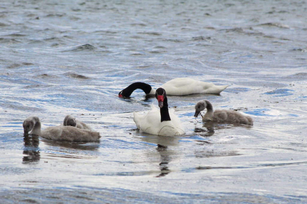 Fjällräven Classic Chile 2025. Créditos: ©Tamara Núñez