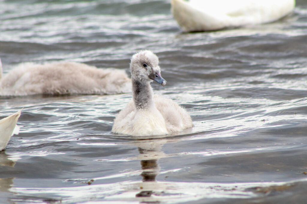 Fjällräven Classic Chile 2025. Créditos: ©Tamara Núñez