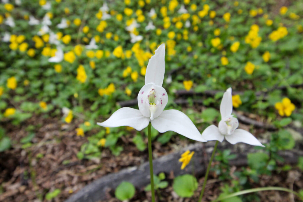 Fjällräven Classic Chile 2025. Créditos: ©Tamara Núñez