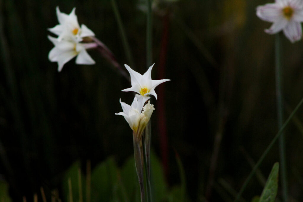 Fjällräven Classic Chile 2025. Créditos: ©Tamara Núñez